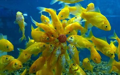 Aquarium myths uncovered