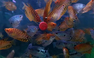 Facts for Beginners with your first aquarium