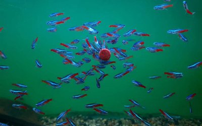 Secret of success with saltwater aquariums