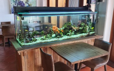 Fishtech Global’s role in the aquarium hobby