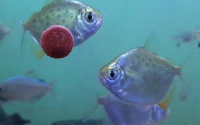 Is that fish really healthy?